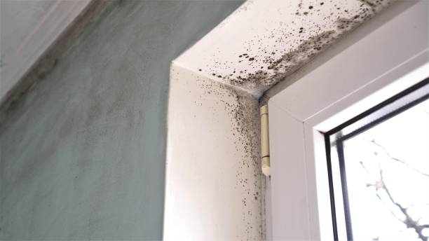 Best Mold Cleaning Services  in Schler Park, IL