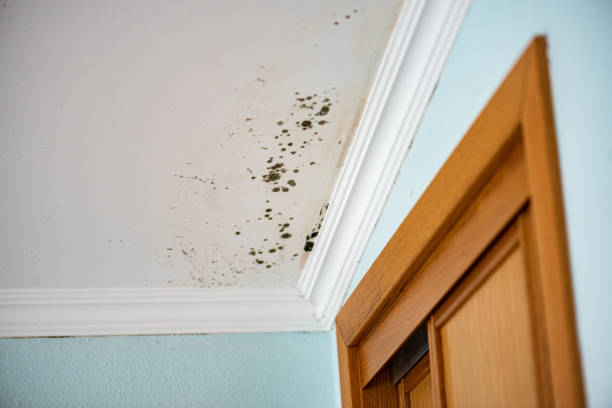 Best Attic Mold Removal  in Schler Park, IL