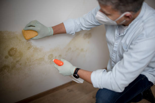 Best Residential Mold Removal  in Schler Park, IL