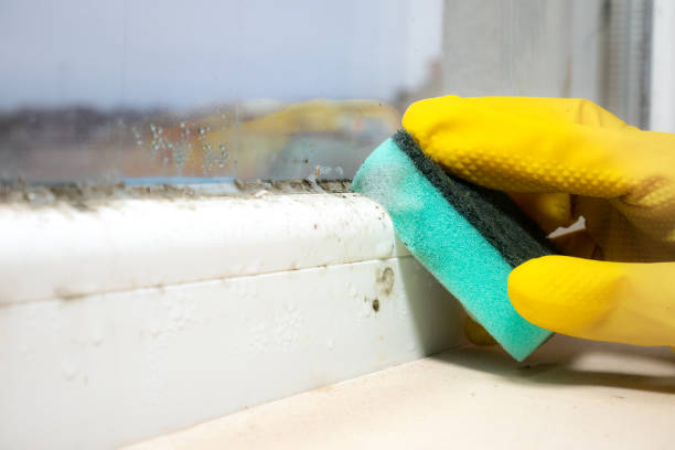 Best Certified Mold Removal  in Schler Park, IL