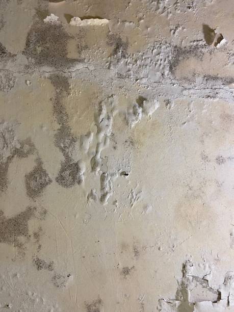 Best Toxic Mold Removal  in Schler Park, IL