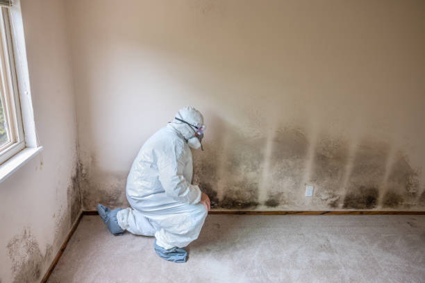 Best Black Mold Removal  in Schler Park, IL