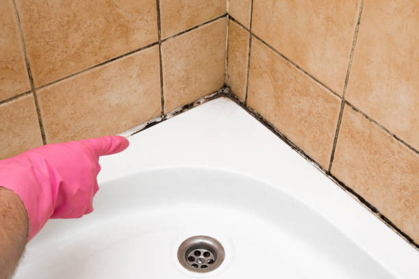 Best Professional Mold Removal  in Schler Park, IL